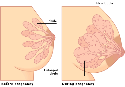 breast in pregnancy