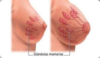 cambios pecho en el embarazo